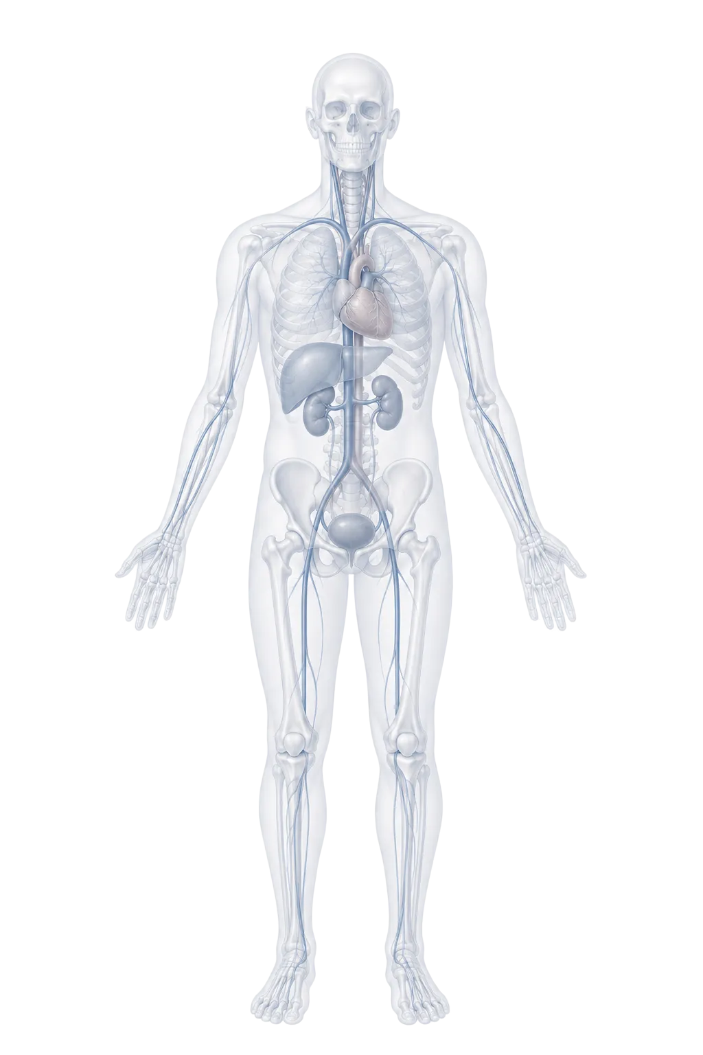 Illustration of the human body showing the regions IR Centers treats